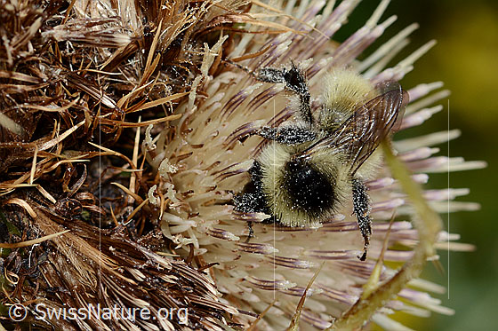 Photo: Bombus mesomelas auf Alpen-Kratzdistel (Cirsium spinosissimum). Length 15mm. Top view from the front.