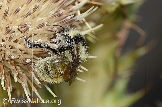 Foto: Berghummel (Bombus mesomelas) auf Alpen-Kratzdistel (Cirsium spinosissimum). Länge 15mm. Ansicht von schräg hinten.