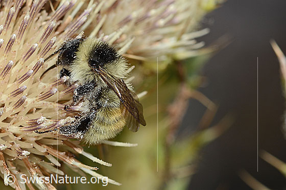 Foto: Berghummel (Bombus mesomelas) auf Alpen-Kratzdistel (Cirsium spinosissimum). Länge 15mm. Ansicht von der Seite.