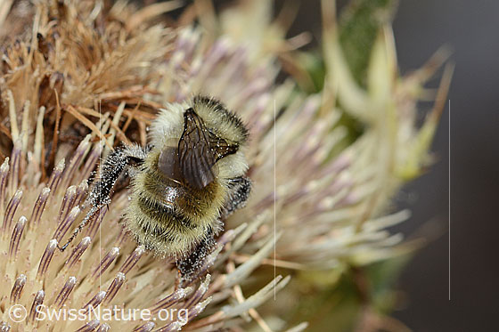 Foto: Berghummel (Bombus mesomelas) auf Alpen-Kratzdistel (Cirsium spinosissimum). Länge 15mm. Ansicht von hinten.