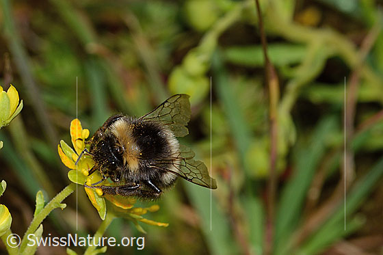Foto: Wahrscheinlich Hellgelbe Erdhummel (Bombus lucorum) auf Bewimpertem Steinbrech (Saxifraga aizoides). Länge 16mm. Ansicht von vorne oben.