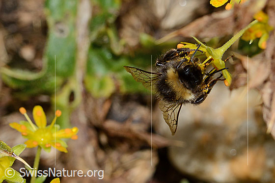 Foto: Wahrscheinlich Hellgelbe Erdhummel (Bombus lucorum) auf Bewimpertem Steinbrech (Saxifraga aizoides). Länge 16mm. Bei Nahrunsaufnahme. Ansicht von vorne.