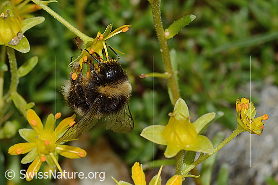 Foto: Wahrscheinlich Hellgelbe Erdhummel (Bombus lucorum) auf Bewimpertem Steinbrech (Saxifraga aizoides). Länge 16mm. Während Nahrunsaufnahme. Ansicht von schräg vorne.