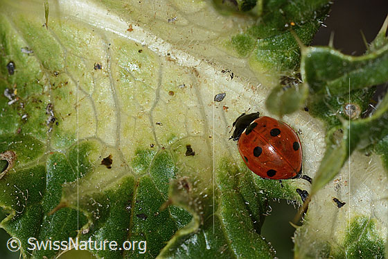 Photo: Coccinella septempunctata Cirsium spinosissimum. Length 8mm. View from above.