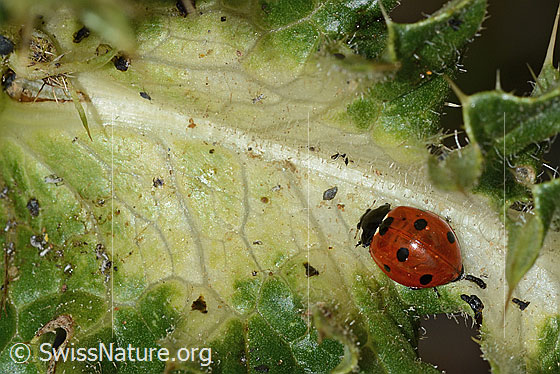Photo: Coccinella septempunctata on Cirsium spinosissimum. Length 8mm. View from above.