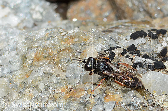 Foto: Wahrscheinlich Crabro alpinus (Grabwespe). Länge 10mm. Weibchen. Ansicht von seitlich oben.