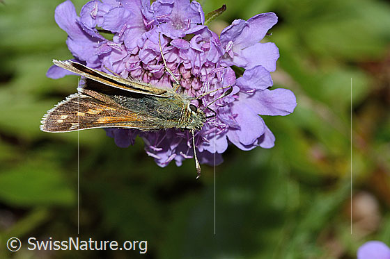 Foto: Weissfleckiger Kommafalter (Hesperia comma) auf Glänzender Skabiose (Scabiosa lucida). Flügel halb geschlossen. Ansicht von oben.