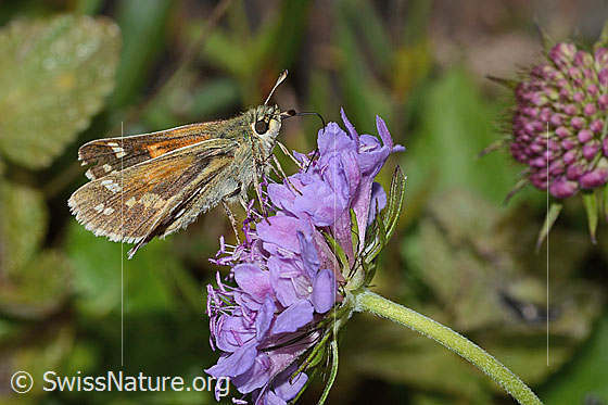 Foto: Weissfleckiger Kommafalter (Hesperia comma) auf Glänzender Skabiose (Scabiosa lucida). Flügel halb geöffnet. Ansicht von der Seite.
