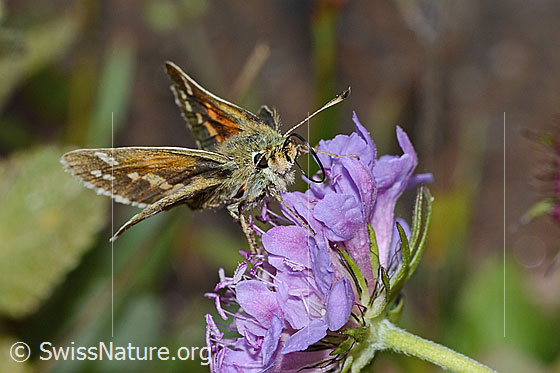 Foto: Weissfleckiger Kommafalter (Hesperia comma) auf Glänzender Skabiose (Scabiosa lucida). Flügel halb geöffnet. Ansicht von schräg vorne.