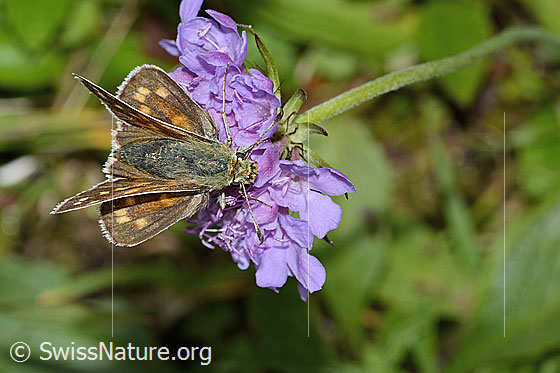 Foto: Weissfleckiger Kommafalter (Hesperia comma) auf Glänzender Skabiose (Scabiosa lucida). Flügel halb geöffnet. Ansicht von oben.