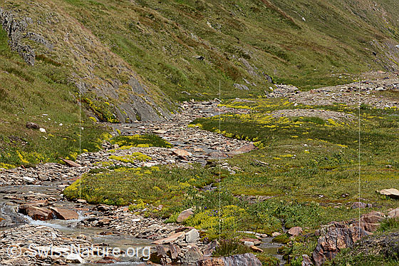 Foto: Impressum aus dem $M Wenig bewachsene Kiesbank eines Bergbaches (Nr. 58).