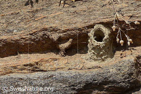 Photo: Probably brood cell of Megachile parietina. Diameter of the opening 7mm. Height 20mm.