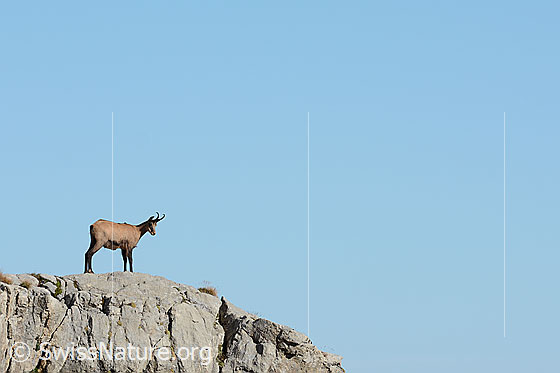 Photo: Chamois (Rupicapra rupicapra) on a rocky outcrop.