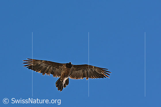 Bartgeier (Gypaetus barbatus)