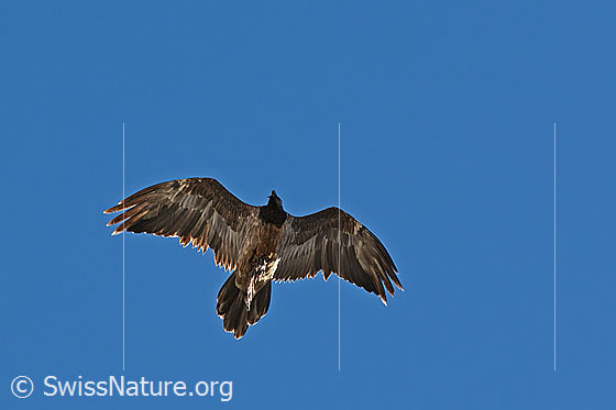 Foto: Bartgeier (Gypaetus barbatus) im Flug. Flügel angewinkelt. Ansicht von schräg unten.