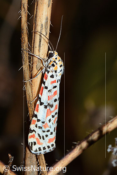 Harlekinbär (Utetheisa pulchella)