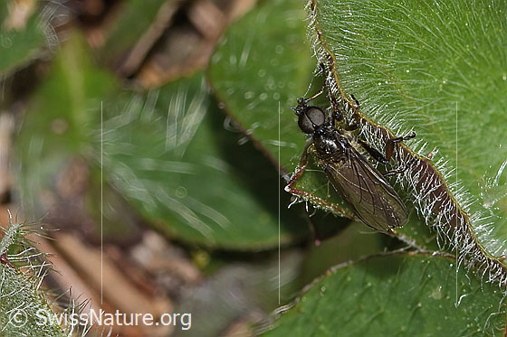 Foto: Wahrscheinlich Wollige Haarmücke (Bibio lanigerus). Länge 6mm. Männchen. Ansicht von schräg oben.