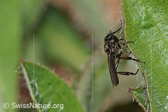 Foto: Wahrscheinlich Wollige Haarmücke (Bibio lanigerus). Länge 6mm. Männchen. Ansicht von seitlich vorne.