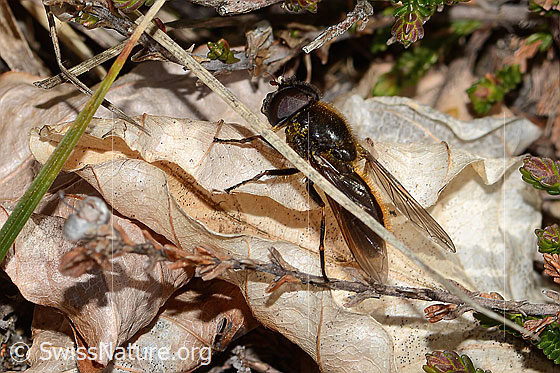 Foto: Wahrscheinlich Wiesen-Erzschwebfliege (Cheilosia chloris). Länge 11mm. Männchen. Ansicht von der Seite.