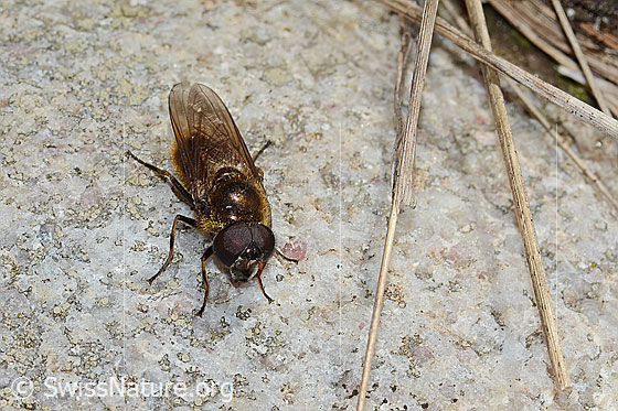 Foto: Wahrscheinlich Wiesen-Erzschwebfliege (Cheilosia chloris). Länge 11mm. Männchen. Flügel geschlossen. Ansicht von vorne oben.