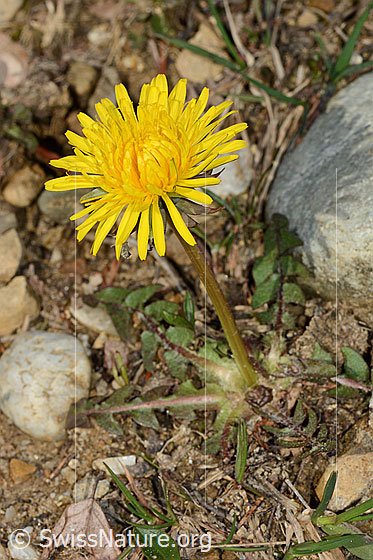 Foto: Gewöhnlicher Löwenzahn (Taraxacum officinale). Ganze Pflanze (Habitus).