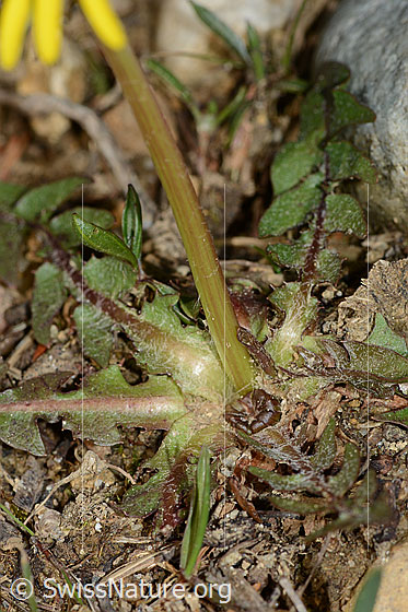 Foto: Gewöhnlicher Löwenzahn (Taraxacum officinale). Stängel und Blätter.