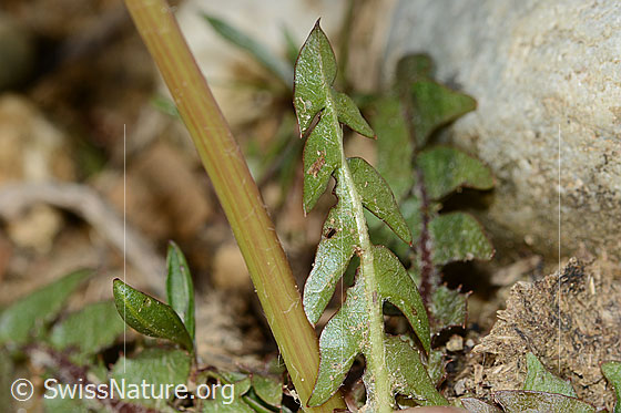Photo: Gewöhnlicher Löwenzahn. Stem and leaf.