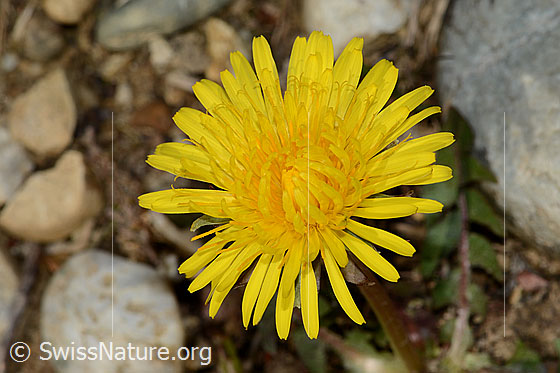 Foto: Gewöhnlicher Löwenzahn (Taraxacum officinale). Blüte. Ansicht von oben.