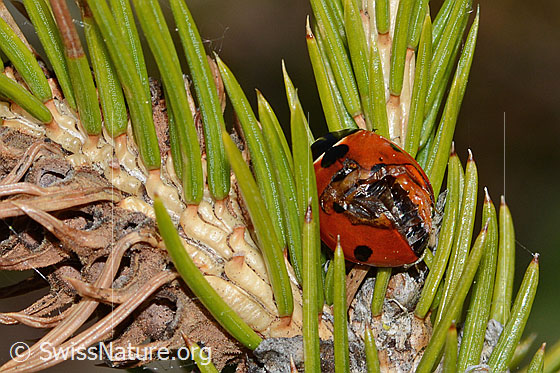 Foto: Siebenpunkt-Marienkäfer (Coccinella septempunctata) auf Gewöhnlicher Fichte (Picea abies). Länge 5.2 - 8mm. Ansicht von hinten oben. Der Marienkäfer hat beschädigte Flügeldecken.