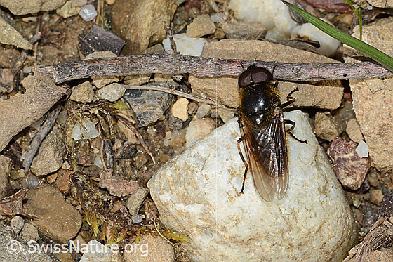 Foto: Wahrscheinlich Wiesen-Erzschwebfliege (Cheilosia chloris). Länge 11mm. Männchen. Flügel geschlossen. Ansicht von oben.