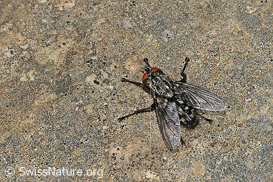 Photo: Probably Sarcophaga carnaria. Length 11mm. View from behind top.