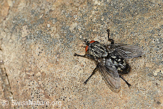 Photo: Probably Sarcophaga carnaria. Length 11mm. View from the side above.