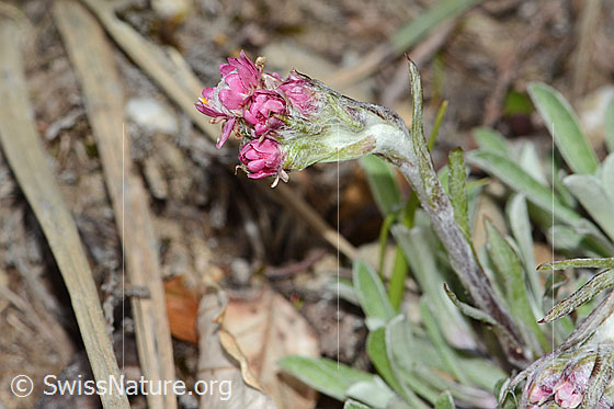 Photo: Antennaria dioica. Blossoms and stem.