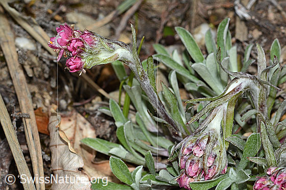 Foto: Gemeines Katzenpfötchen (Antennaria dioica). Ganze Pflanze (Habitus). Ansicht von der Seite.