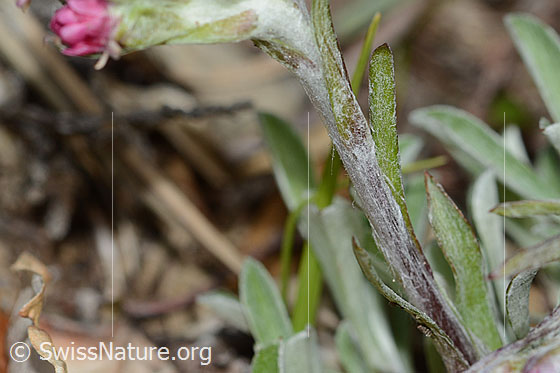 Photo: Antennaria dioica. Stem.