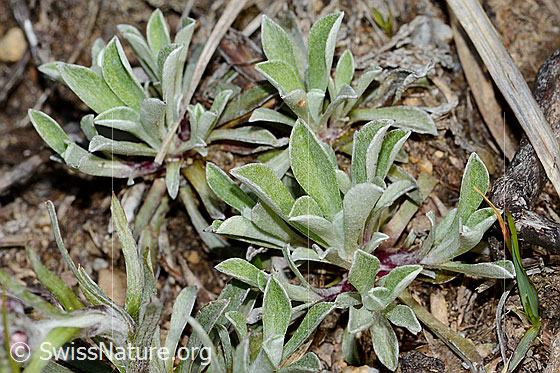 Foto: Gemeines Katzenpfötchen (Antennaria dioica). Frische Blätter.