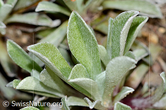 Foto: Gemeines Katzenpfötchen (Antennaria dioica). Blattoberseite.