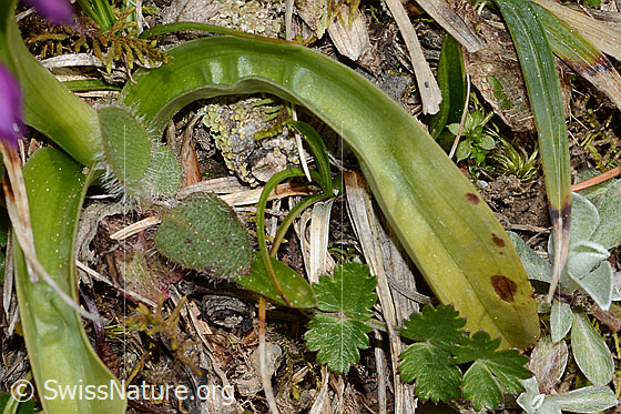 Foto: Männliches Knabenkraut (Orchis mascula). Grundblatt.