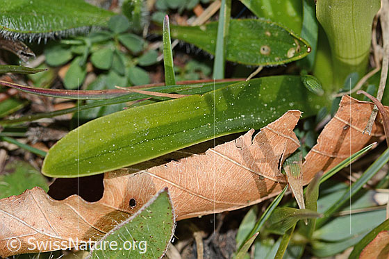 Foto: Männliches Knabenkraut (Orchis mascula). Grundblatt.