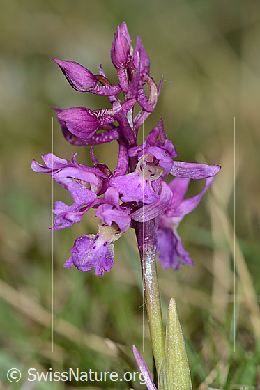 Foto: Männliches Knabenkraut (Orchis mascula). Blütenstand.