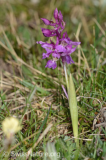 Foto: Männliches Knabenkraut (Orchis mascula). Ganze Pflanze (Habitus).