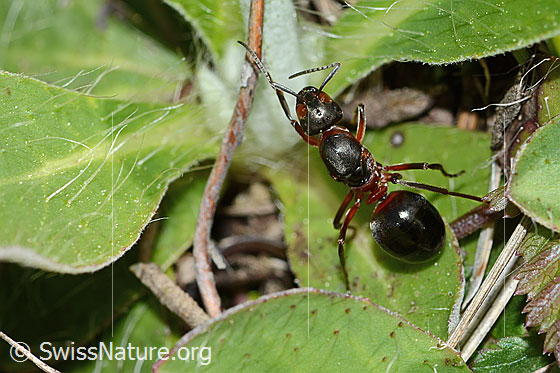 Photo: Formica rufa. Length 11mm. Königin. View from above.