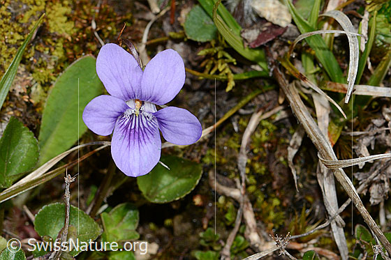 Foto: Hain-Veilchen (Viola riviniana). Ganze Pflanze (Habitus). Höhe: 5cm.