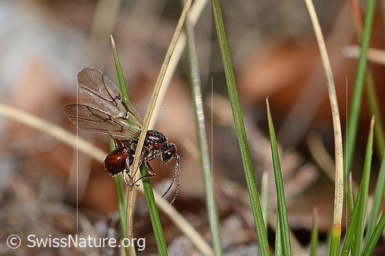 Eichenrosengallwespe (Andricus foecundatrix)
