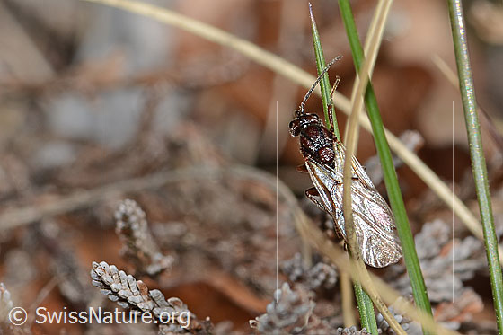 Foto: Wahrscheinlich Eichenrosengallwespe (Andricus foecundatrix). Länge 7mm. Ansicht von oben.