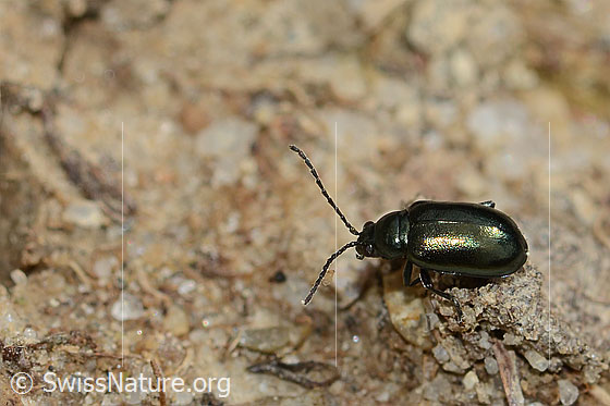Foto: Unechter Kohlerdfloh (Altica oleracea). Länge 3.5mm. Ansicht von seitlich oben.