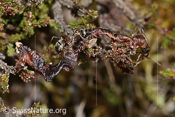 Foto: Rote Waldameise (Formica rufa). Länge 7mm. Ansicht von seitlich oben. Die Ameise macht sich an einem ausgetrockneten Regenwurm zu schaffen.