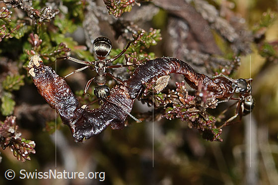Foto: Rote Waldameise (Formica rufa). Länge 7mm. Ansicht von oben. Die Ameise macht sich an einem ausgetrockneten Regenwurm zu schaffen.