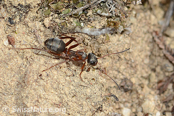 Foto: Rote Waldameise (Formica rufa). Länge 4 - 9mm. Ansicht von der Seite.