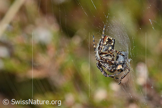 Foto: Eichblatt-Radspinne (Aculepeira ceropegia). Ansicht von der Seite.